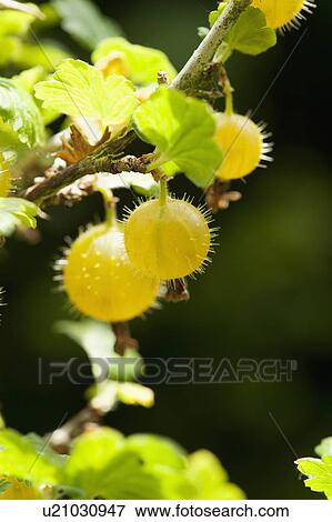 Close up of gooseberries on bush View Large Photo Image Stock Photo - Close up of gooseberries on bush. Fotosearch