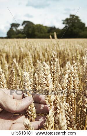 Close up of hand holding wheat stalks View Large Photo Image Stock Image - Close up of hand holding wheat stalks. Fotosearch