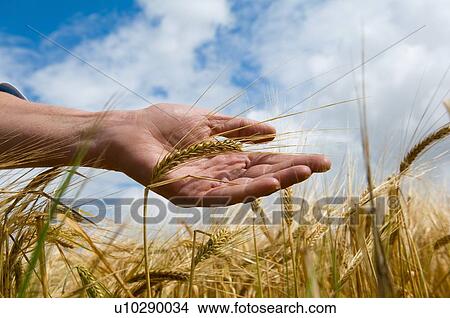 Close up of hand in tall grass View Large Photo Image Picture - Close up of hand in tall grass. Fotosearch