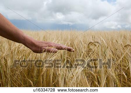 Stock Photo - Close up of hand in tall grass. Fotosearch