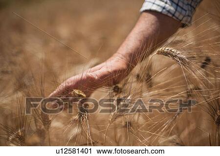 Stock Image - Close up of hands examining wheat stalks. Fotosearch