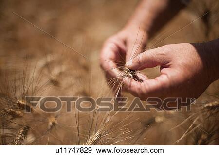 Close up of hands examining wheat stalks View Large Photo Image Stock Photo - Close up of hands examining wheat stalks. Fotosearch