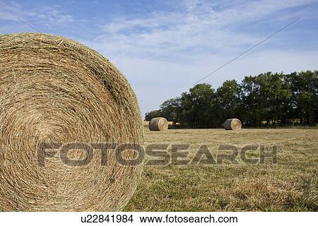 Picture - Close up of hay bale in field. Fotosearch