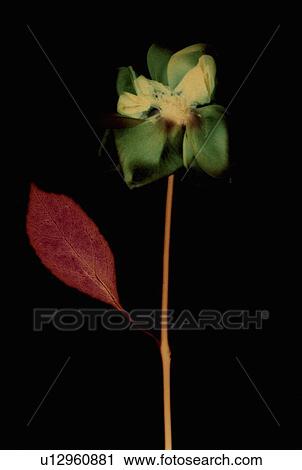 Close up of pressed flower View Large Photo Image Stock Image - Close up of pressed flower. Fotosearch