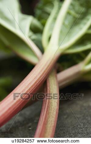 Close up of rhubarb stalks View Large Photo Image Stock Photo - Close up of rhubarb stalks. Fotosearch
