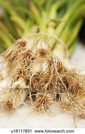 Close up of spring onion roots View Large Photo Image Stock Image - Close up of spring onion roots. Fotosearch