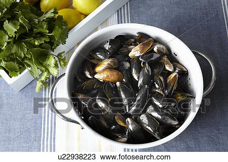 Close up of strainer of mussels View Large Photo Image Stock Image - Close up of strainer of mussels. Fotosearch