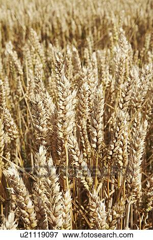 Stock Photo - Close up of tall wheat stalks. Fotosearch