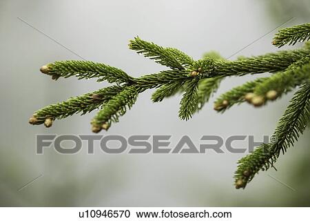 Close up of tree branch View Large Photo Image Stock Image - Close up of tree branch. Fotosearch