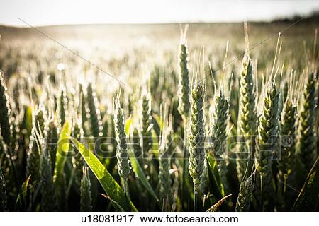 Stock Photo - Close up of wheat stalks in tall grass. Fotosearch