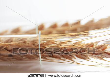 Close up of wheat stalks in test tube View Large Photo Image Stock Image - Close up of wheat stalks in test tube. Fotosearch