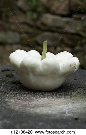 Close up of white gourd on table View Large Photo Image Stock Image - Close up of white gourd on table. Fotosearch