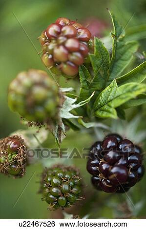 Close up of wild blackberries on bush View Large Photo Image Stock Photograph - Close up of wild blackberries on bush. Fotosearch