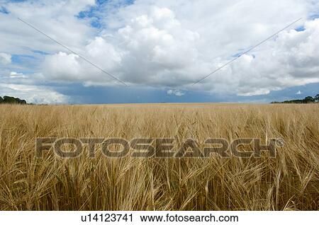 Clouds over field of tall grass View Large Photo Image Stock Image - Clouds over field of tall grass. Fotosearch
