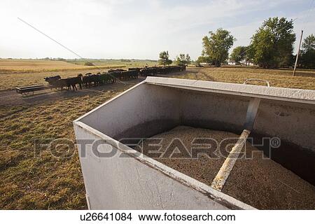 Container of grain on cattle farm View Large Photo Image Picture - Container of grain on cattle farm. Fotosearch