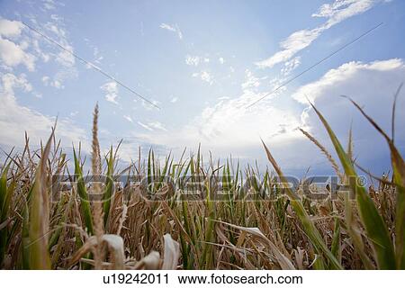 Corn field under blue sky View Large Photo Image Stock Image - Corn field under blue sky. Fotosearch