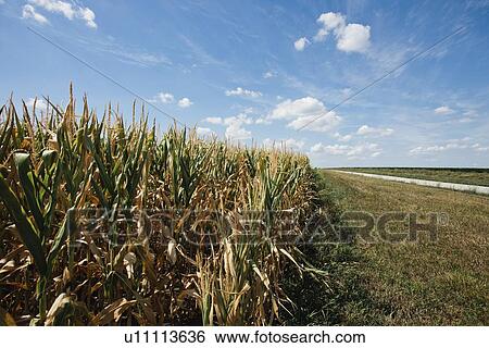Corn field under blue sky View Large Photo Image Stock Photograph - Corn field under blue sky. Fotosearch