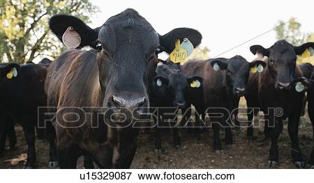 Cows wearing tags in ears View Large Photo Image Stock Photo - Cows wearing tags in ears. Fotosearch