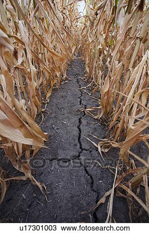 Crack in dry corn field View Large Photo Image Stock Image - Crack in dry corn field. Fotosearch