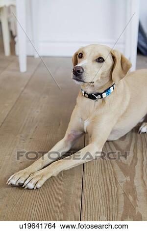 Dog laying on wooden floor View Large Photo Image Picture - Dog laying on wooden floor. Fotosearch