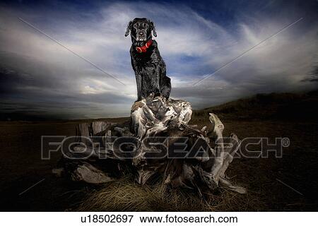 Dog sitting on driftwood log View Large Photo Image Stock Photo - Dog sitting on driftwood log. Fotosearch
