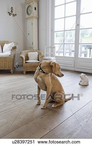 Dog sitting on living room floor View Large Photo Image Stock Image - Dog sitting on living room floor. Fotosearch