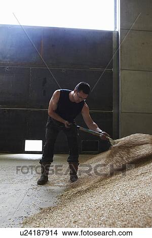 Farmer shoveling pile of grain View Large Photo Image Picture - Farmer shoveling pile of grain. Fotosearch