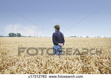 Farmer standing in field of wheat View Large Photo Image Stock Image - Farmer standing in field of wheat. Fotosearch