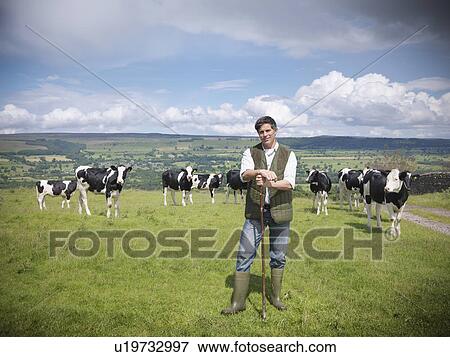 Farmer standing in field with cows View Large Photo Image Stock Photo - Farmer standing in field with cows. Fotosearch