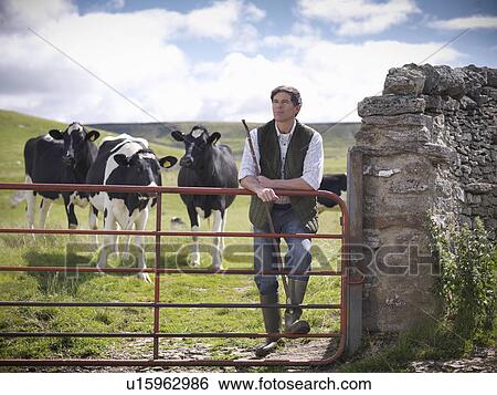 Stock Photograph - Farmer standing in field with cows. Fotosearch