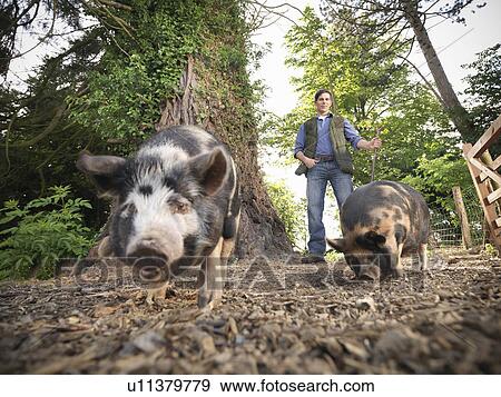 Stock Photo - Farmer tending to pigs outdoors. Fotosearch