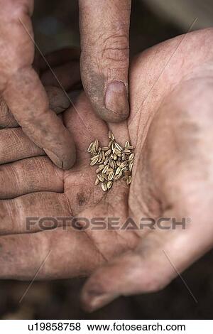 Fennel Seeds in hand View Large Photo Image Stock Photo - Fennel Seeds in hand. Fotosearch