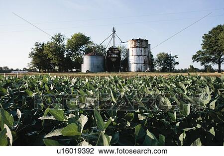 Stock Image - Field of soybeans and grain elevator. Fotosearch