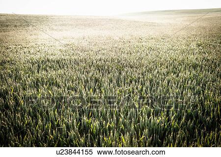 Field of tall grass and wheat View Large Photo Image Stock Photography - Field of tall grass and wheat. Fotosearch