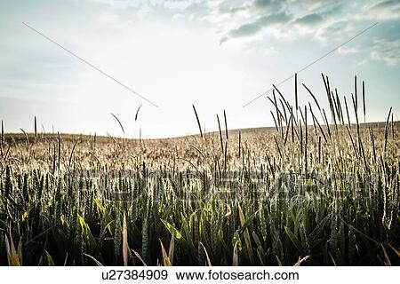 Stock Photo - Field of tall grass under blue sky. Fotosearch