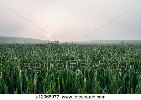 Stock Photo - Foggy field of tall grass. Fotosearch