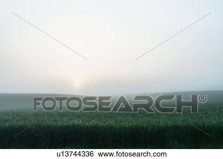 Stock Photograph - Foggy field of tall grass. Fotosearch