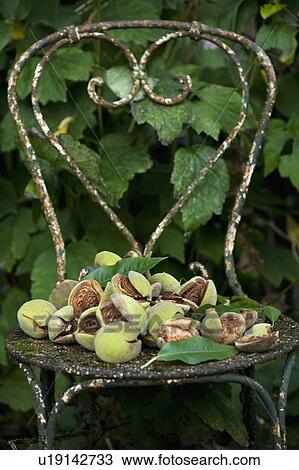 Stock Image - Fresh almonds in pods on chair. Fotosearch