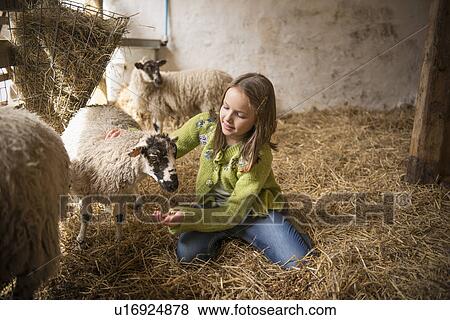 Girl feeding lambs in barn View Large Photo Image Stock Photo - Girl feeding lambs in barn. Fotosearch
