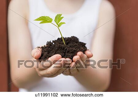 Girl holding seedling outdoors View Large Photo Image Stock Image - Girl holding seedling outdoors. Fotosearch