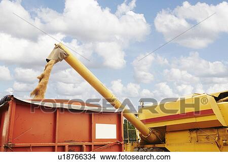 Grain elevator pouring into container View Large Photo Image Picture - Grain elevator pouring into container. Fotosearch