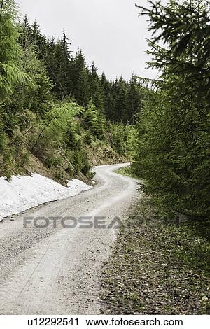 Stock Image - Gravel road in rural forest. Fotosearch