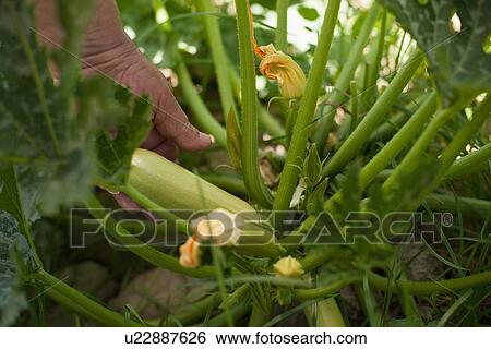 Hand examining vegetable in garden View Large Photo Image Stock Photograph - Hand examining vegetable in garden. Fotosearch