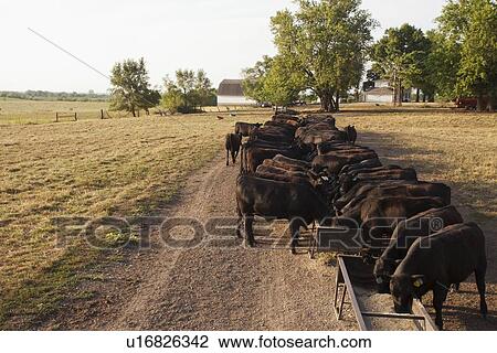Stock Image - Herd of cows feeding in field. Fotosearch