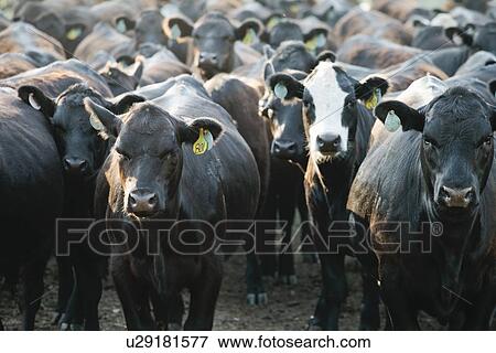 Stock Photo - Herd of cows wearing tags in ears. Fotosearch