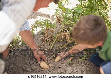 Stock Image - Man and grandson picking vegetables. Fotosearch
