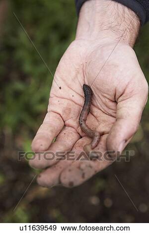 Stock Photo - Man holding a worm at the allotment. Fotosearch
