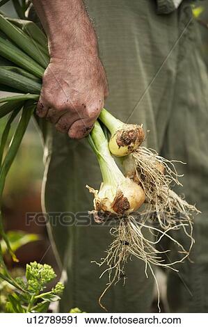 Man holding fresh picked onions View Large Photo Image Stock Image - Man holding fresh picked onions. Fotosearch