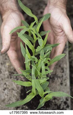 Stock Photography - Man holding sweetcorn plants. Fotosearch