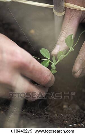 Man planting peas at allotment View Large Photo Image Stock Photo - Man planting peas at allotment. Fotosearch